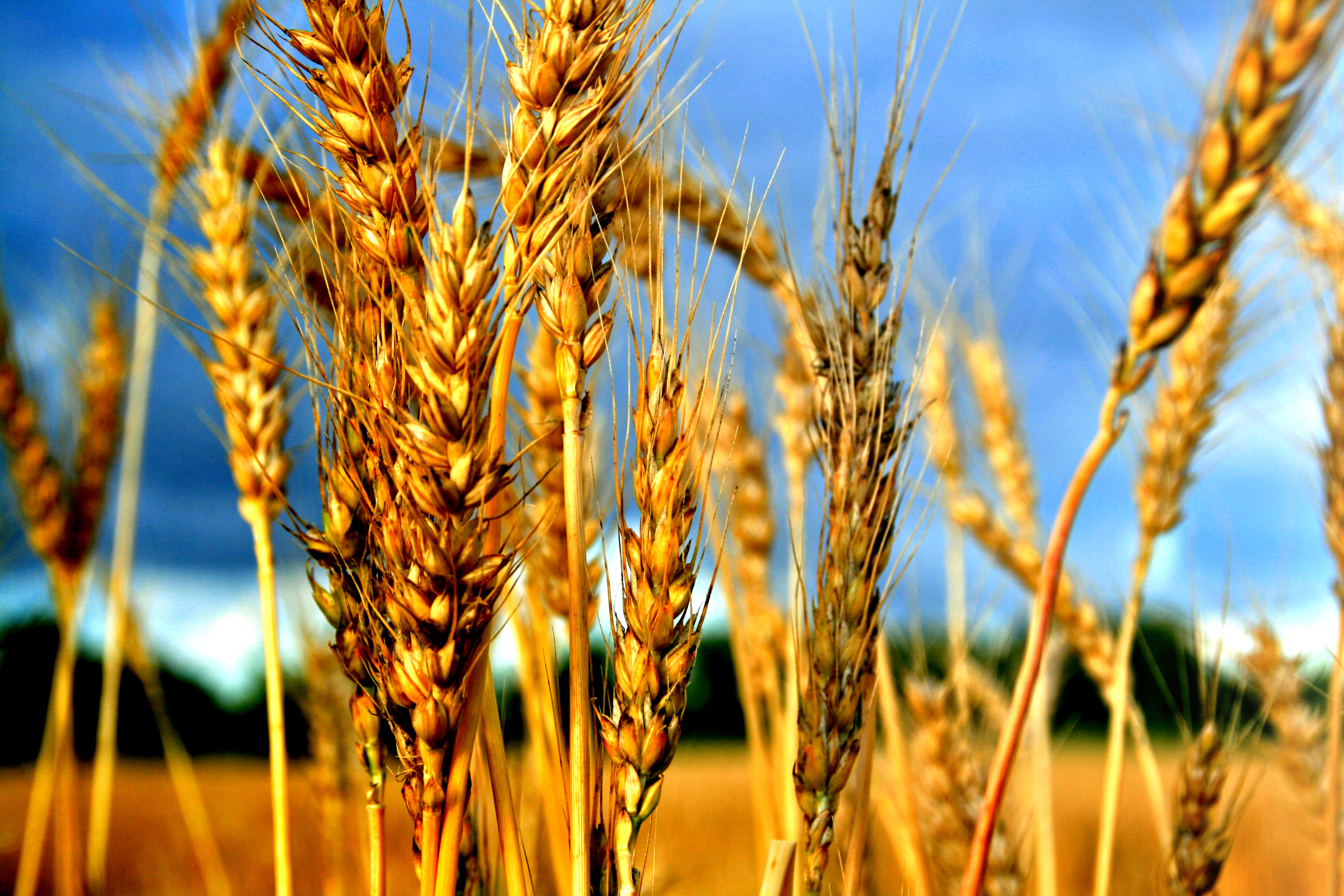 Food & Water: Innovation in Agriculture